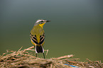 yellow wagtail