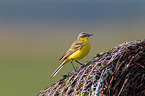 yellow wagtail