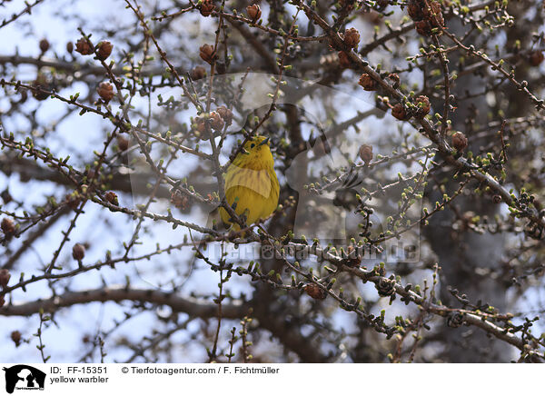 Goldwaldsnger / yellow warbler / FF-15351