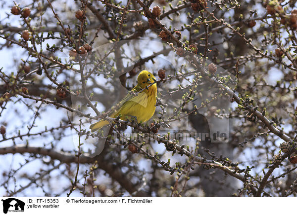 Goldwaldsnger / yellow warbler / FF-15353