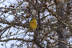 yellow warbler