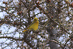 yellow warbler