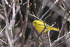 yellow warbler
