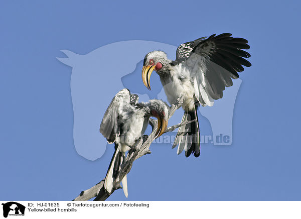 Gelbschnabeltokos / Yellow-billed hornbills / HJ-01635