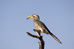 Yellow-billed Hornbill