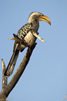 Yellow-billed Hornbill