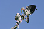 Yellow-billed hornbills