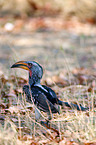 Yellow-billed hornbill