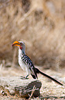 Yellow-billed hornbill