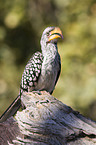 Yellow-billed hornbill