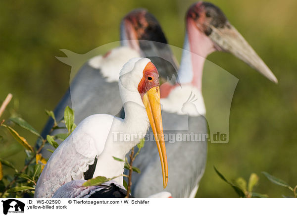 yellow-billed stork / WS-02590