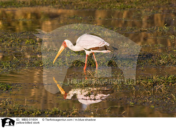 Nimmersatt / yellow-billed stork / MBS-01604