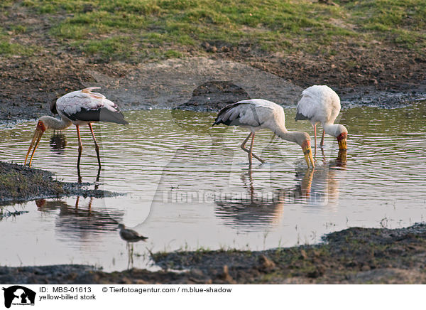 Nimmersatt / yellow-billed stork / MBS-01613