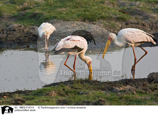 Nimmersatt / yellow-billed stork / MBS-01614