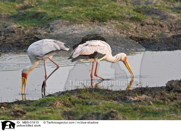 yellow-billed stork / MBS-01615