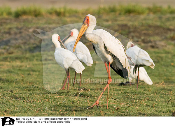 Nimmersatt und Afrikanischer Lffler / Yellow-billed stork and african spoonbills / HJ-02374