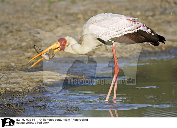 fressender Nimmersatt / eating yellow-billed stork / HJ-03344