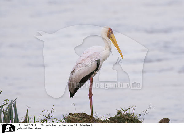 Nimmersatt / yellow-billed stork / JR-01334