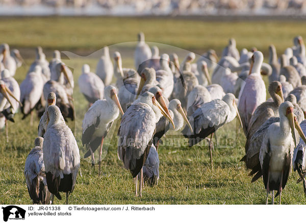 Nimmersatte / yellow-billed storks / JR-01338