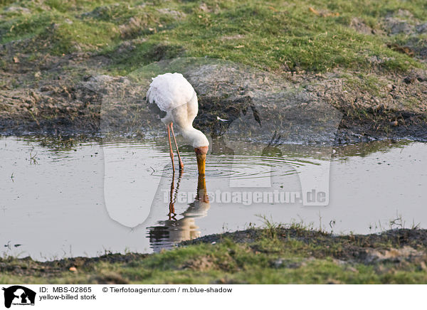 Nimmersatt / yellow-billed stork / MBS-02865