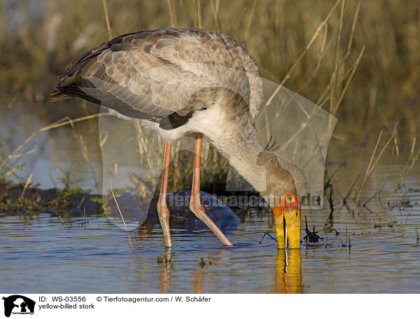 Nimmersatt / yellow-billed stork / WS-03556