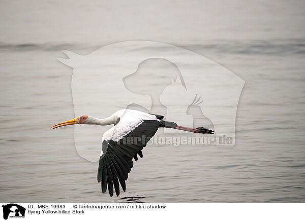 fliegender Nimmersatt / flying Yellow-billed Stork / MBS-19983
