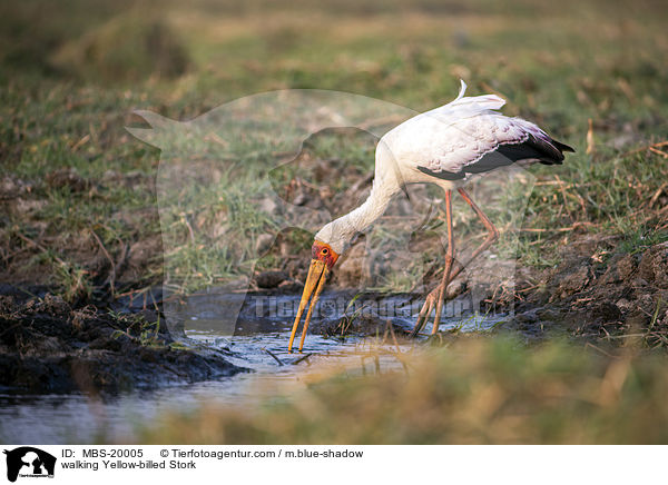 laufender Nimmersatt / walking Yellow-billed Stork / MBS-20005