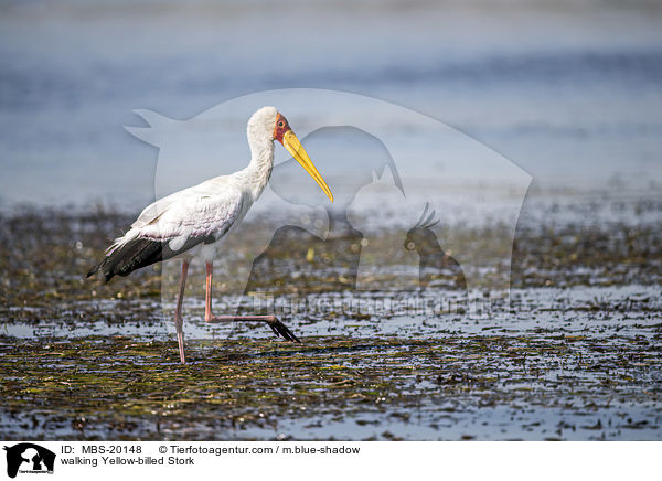 laufender Nimmersatt / walking Yellow-billed Stork / MBS-20148