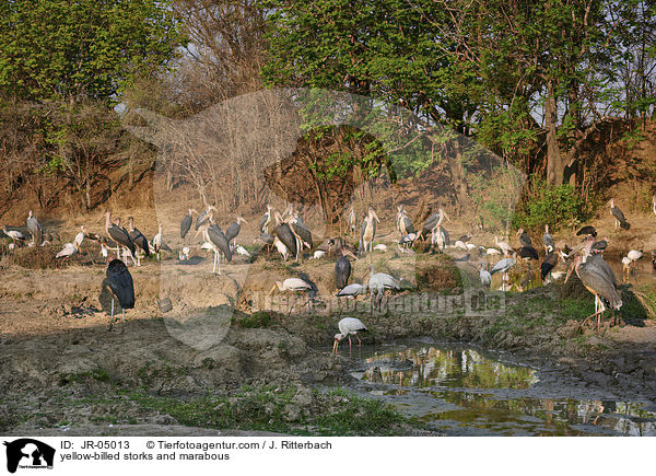yellow-billed storks and marabous / JR-05013