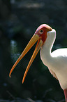 stork