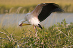 yellow-billed stork