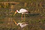 yellow-billed stork