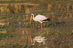 yellow-billed stork