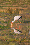 yellow-billed stork