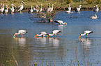 yellow-billed stork