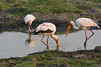 yellow-billed stork