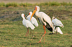 Yellow-billed stork and african spoonbills