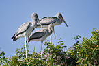 young yellow-billed storks