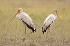 yellow-billed storks