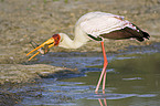 eating yellow-billed stork