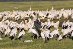yellow-billed storks and marabou