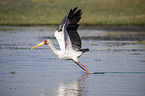 flying Yellow-billed Stork
