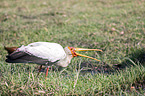 standing Yellow-billed Stork