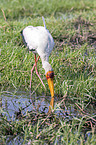 walking Yellow-billed Stork