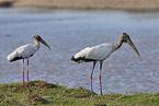 standing Yellow-billed Storks