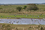 flock of Birds