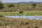 flock of Birds