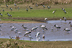 flock of Birds