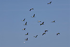 flying Yellow-billed Storks