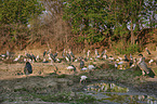 yellow-billed storks and marabous
